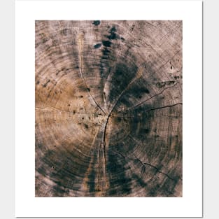 Wood cut tree rings Posters and Art